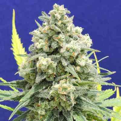 White Critical > Original Sensible Seeds | Feminisierte Hanfsamen  |  Hybrid