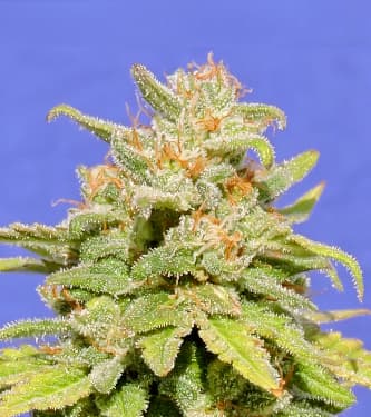 White Crystal Meth Auto > Original Sensible Seeds | Autoflowering Cannabis   |  Hybrid