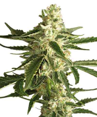 White Diesel Haze Automatic > White Label Seeds | Autoflowering Cannabis   |  Sativa