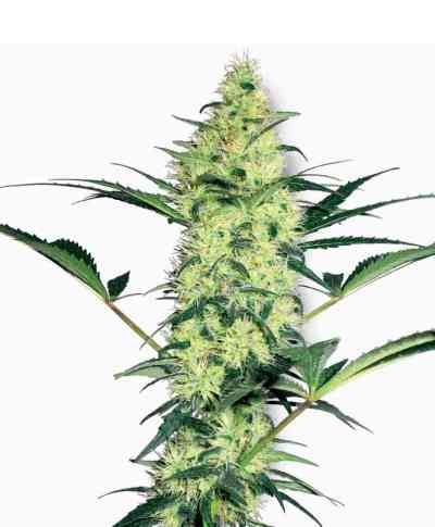 White Diesel > White Label Seeds | Graines Féminisées  |  Hybride