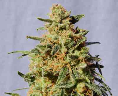 White Domina > Kannabia Seeds | Graines Féminisées  |  Indica