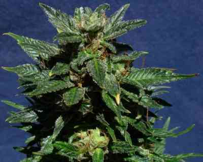 White Domina > Kannabia Seeds | Feminisierte Hanfsamen  |  Indica