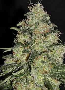 White Dragon Seed > Eva Female Seeds | Feminized Marijuana   |  Indica