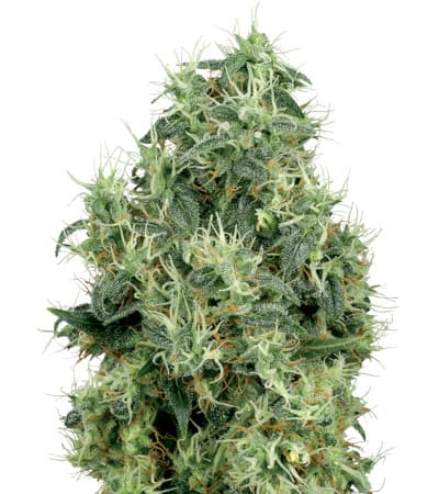 White Gold > White Label Seeds | Feminisierte Hanfsamen  |  Hybrid