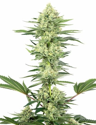 White Gorilla Haze > White Label | Graines Féminisées  |  Sativa