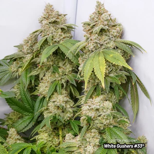 White Gushers #33 Samen > Dutch Passion | Feminisierte Hanfsamen  |  Indica