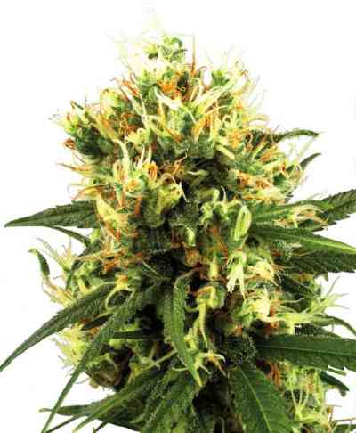 White Haze Automatic > White Label | Autoflowering Hanfsamen  |  Hybrid