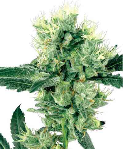 White Haze > White Label Seeds | Graines Normal  |  Sativa