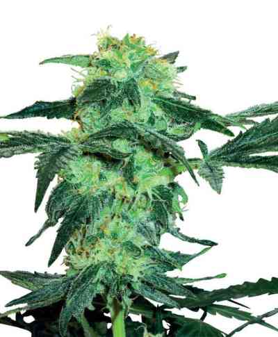 White Ice > White Label Seeds | Feminized Marijuana   |  Indica