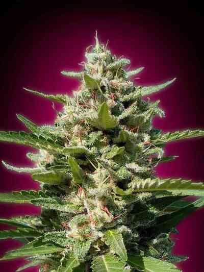 White Kush > Advanced Seeds | Feminized Marijuana   |  Indica