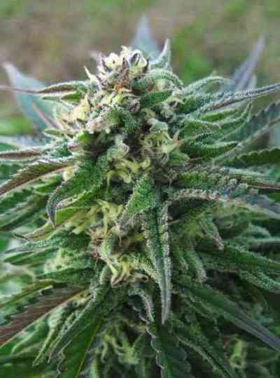 White Kush > Advanced Seeds | Feminized Marijuana   |  Indica