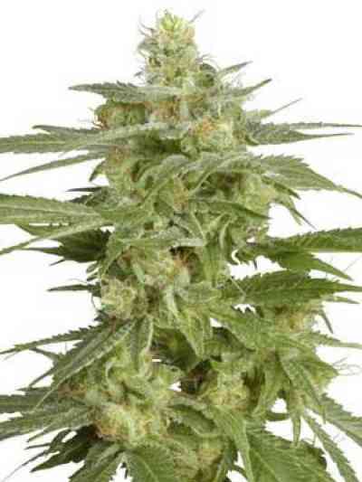 Holland`s Hope > White Label Seeds | Regular Marijuana   |  Indica