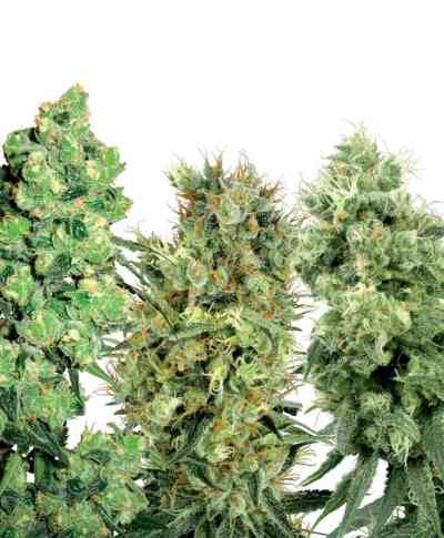 White Label Mix > White Label Seeds | Regular Marijuana   |  Hybrid