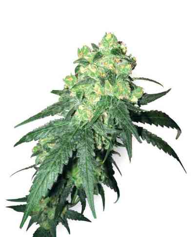 White Label Rhino > White Label Seeds