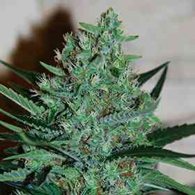 White Lavender > G13 Labs | Semillas feminizadas  |  Sativa