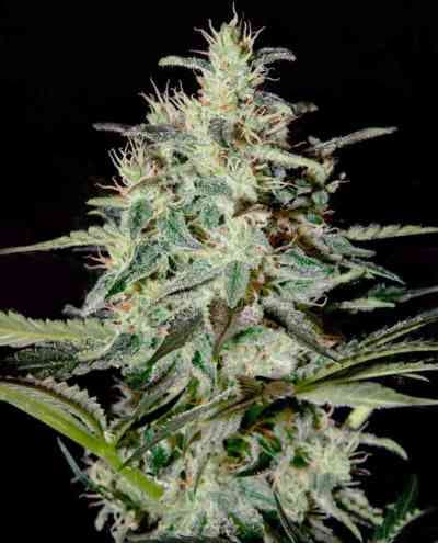 White Lemon > Strain Hunters Seed Bank | Semillas feminizadas  |  Híbrido