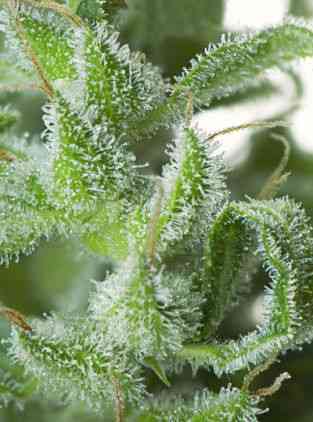 White Magic > Mandala Seeds | Feminisierte Hanfsamen  |  Hybrid