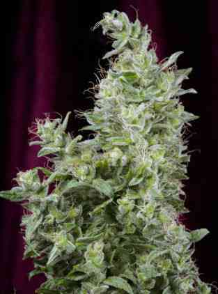 White Magic > Mandala Seeds | Feminisierte Hanfsamen  |  Hybrid