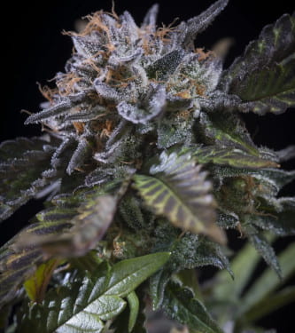 White Noise > Paradise Seeds | Feminisierte Hanfsamen  |  Indica