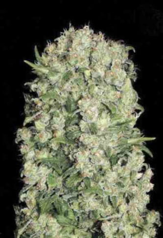 White Prussian > Bulk Seed Bank | Semillas feminizadas  |  Índica