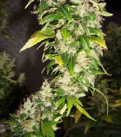 White Rhino > Nirvana | Feminized Marijuana   |  hybrid