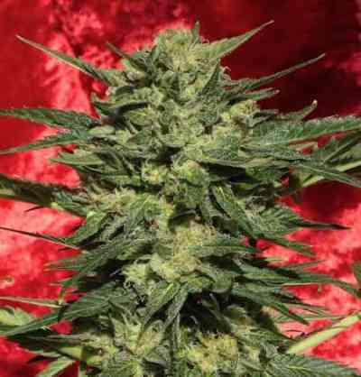White Russian Autoflowering #1 > Serious Seeds | Autoflowering Cannabis   |  Indica