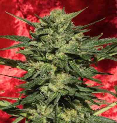 White Russian Autoflowering #1 > Serious Seeds | Graines Autofloraison  |  Indica