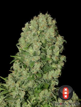 White Russian > Serious Seeds | Semillas feminizadas  |  Índica