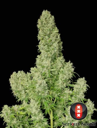 White Russian > Serious Seeds | Feminisierte Hanfsamen  |  Indica