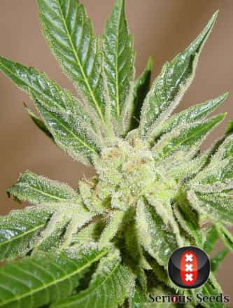 White Russian > Serious Seeds | Feminisierte Hanfsamen  |  Indica