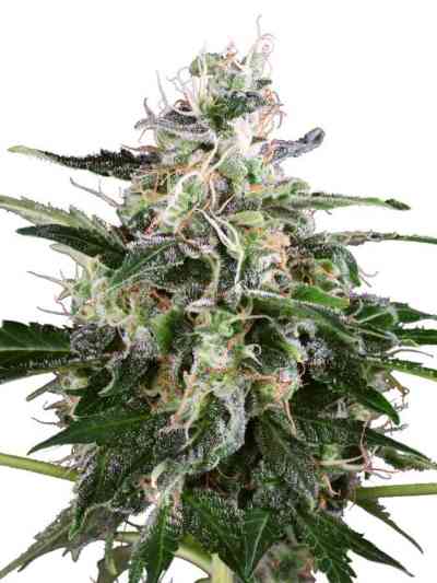 White Skunk Automatic > White Label Seeds | Semillas autoflorecientes  |  Índica