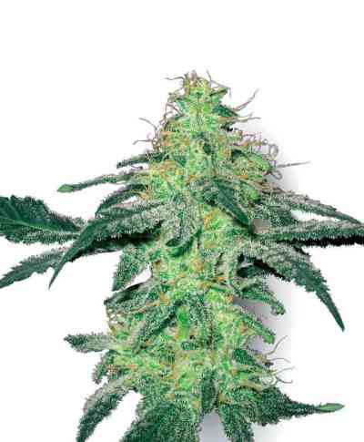 White Skunk > White Label Seeds | Feminized Marijuana   |  hybrid