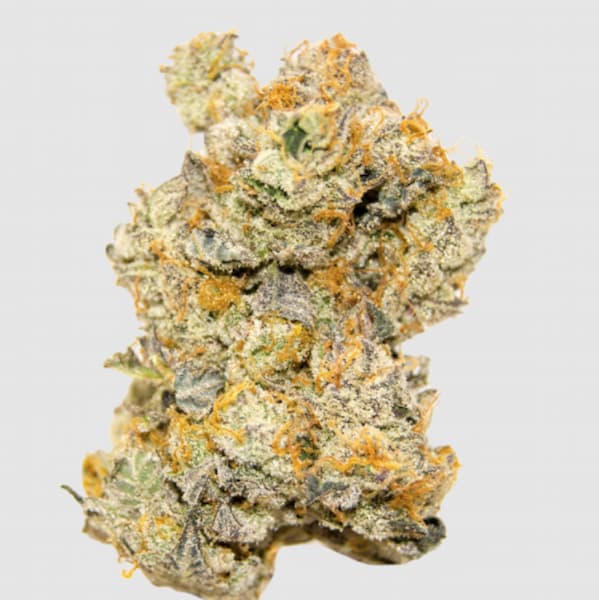 White Truffle Auto graines > Growers Choice | Graines de cannabis autoflo  |  Indica