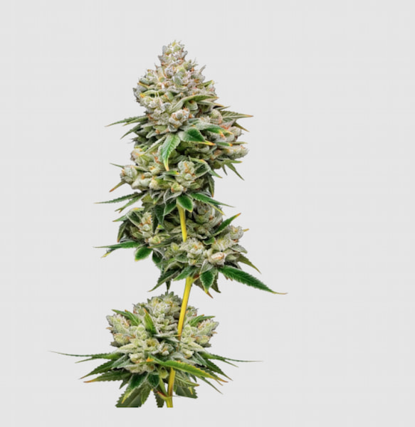 White Truffle Auto graines > Growers Choice | Graines de cannabis autoflo  |  Indica