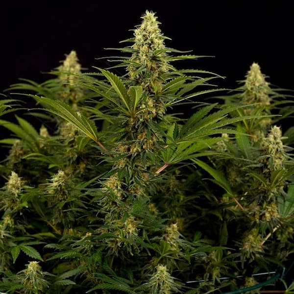 White Truffle > Empire Seeds | Feminized Cannabis   |  Indica