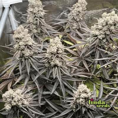 White Truffle semilla > Linda Seeds | Semillas feminizadas  |  Sativa