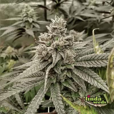 White Truffle semilla > Linda Seeds | Semillas feminizadas  |  Sativa