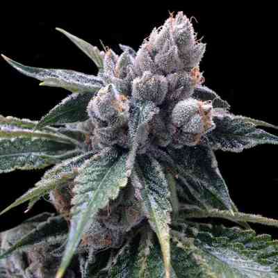 White Walker Kush > Grow Your Own | Feminized Marijuana   |  hybrid