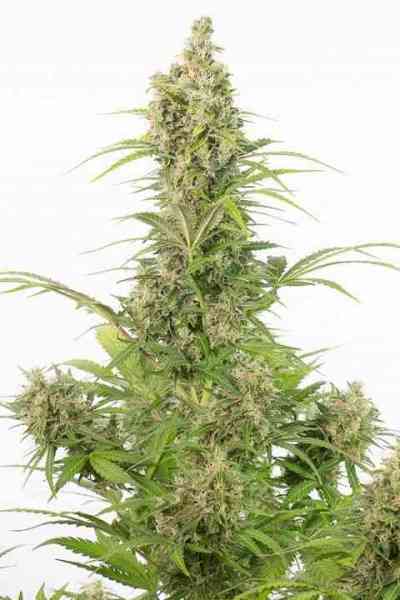 White Widow Auto CBD > Dinafem | Autoflowering Cannabis   |  Indica