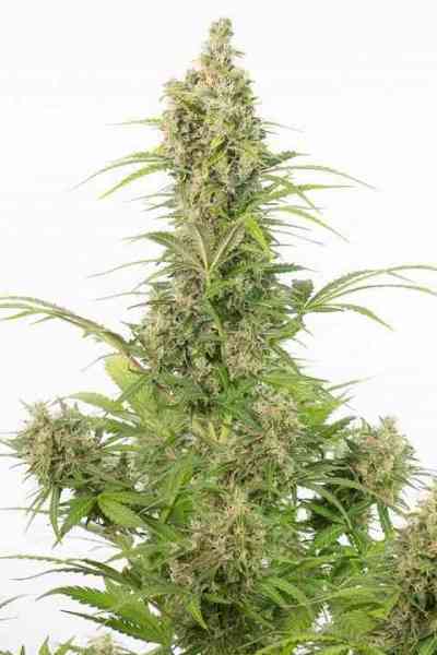 White Widow Auto CBD > Dinafem | Graines Autofloraison  |  Indica