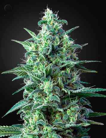 White Widow Automatic CBD > Green House Seed Company | Graines Autofloraison  |  Hybride