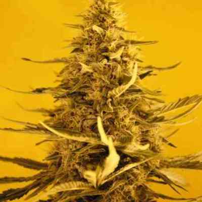 White Widow Automatic > Nirvana | Autoflowering Cannabis   |  Hybrid