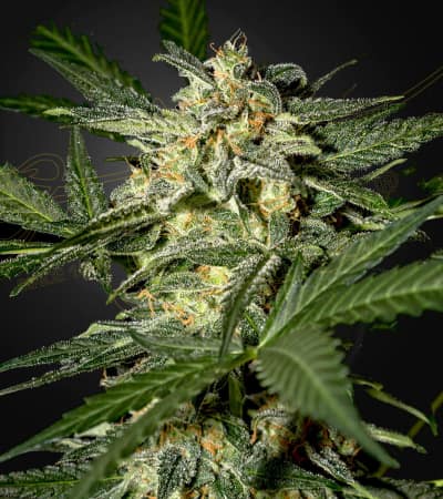 White Widow Automatic > Green House Seed Company | Semillas autoflorecientes  |  Híbrido