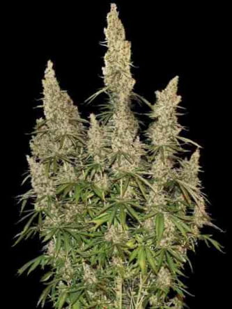 White Widow Autoflower > Seed Stockers | Autoflowering Hanfsamen  |  Indica