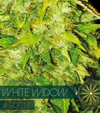 White Widow Auto > Vision Seeds | Graines Autofloraison  |  Indica