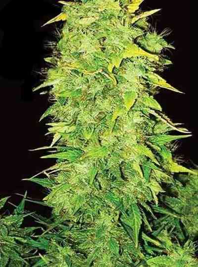 White Widow Auto > Vision Seeds | Autoflowering Cannabis   |  Hybrid