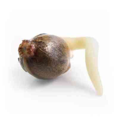 White Widow Automatic > Royal Queen Seeds | Graines Autofloraison  |  Hybride