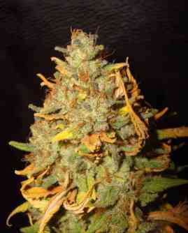 White Widow Automatic > Royal Queen Seeds | Graines Autofloraison  |  Hybride