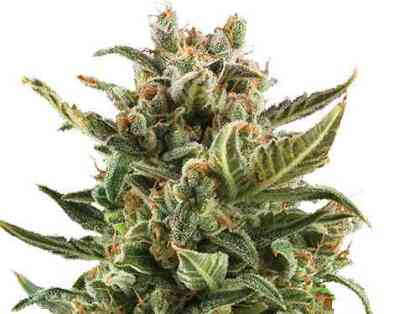 White Widow Automatic > Royal Queen Seeds | Autoflowering Hanfsamen  |  Hybrid