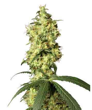 White Widow Automatic > White Label Seeds | Graines Autofloraison  |  Hybride